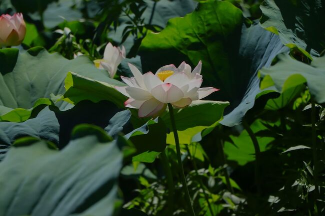 夜雨が降りましたが、良く晴れた朝です。<br />西山公園奥にある蓮池に、まっすぐやってきました。