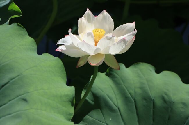 七夕様の生まれですが、物心ついた時から、晴れの日は数えるほどで、いつも雨でした。