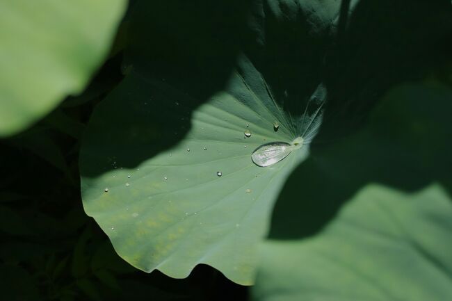 しかし期待通り、雨のしずくが葉にたまってました。