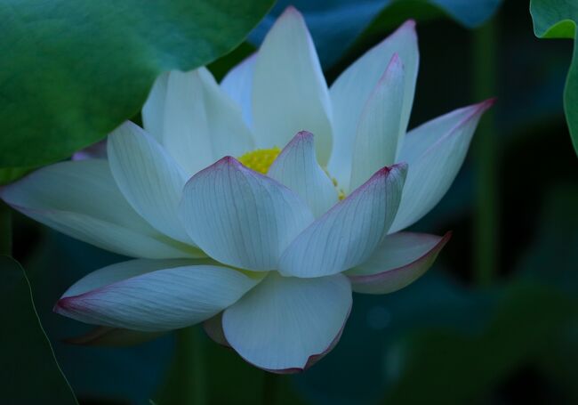 陰に回ってみました。<br />陰は、花が少ない。<br />