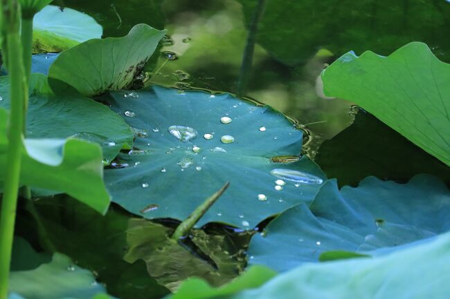 でもここは、９時オープンなので、オープンと同時に来たのです。<br />いつでも無料です。<br />バラの時期でも無料なので、人気の公園なのですよ。