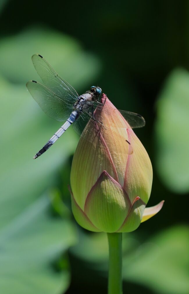 シオカラトンボがつぼみちゃんの頭に。<br />yumikenさんと、同じだわ＾＾<br /><br />yumikenさんの大賀ハスの素敵な旅行記に、シオカラトンボとつぼみちゃんの画像がありますよ。<br />是非ご覧になってね、偶然の一致でしたね。<br />https://4travel.jp/travelogue/11763872