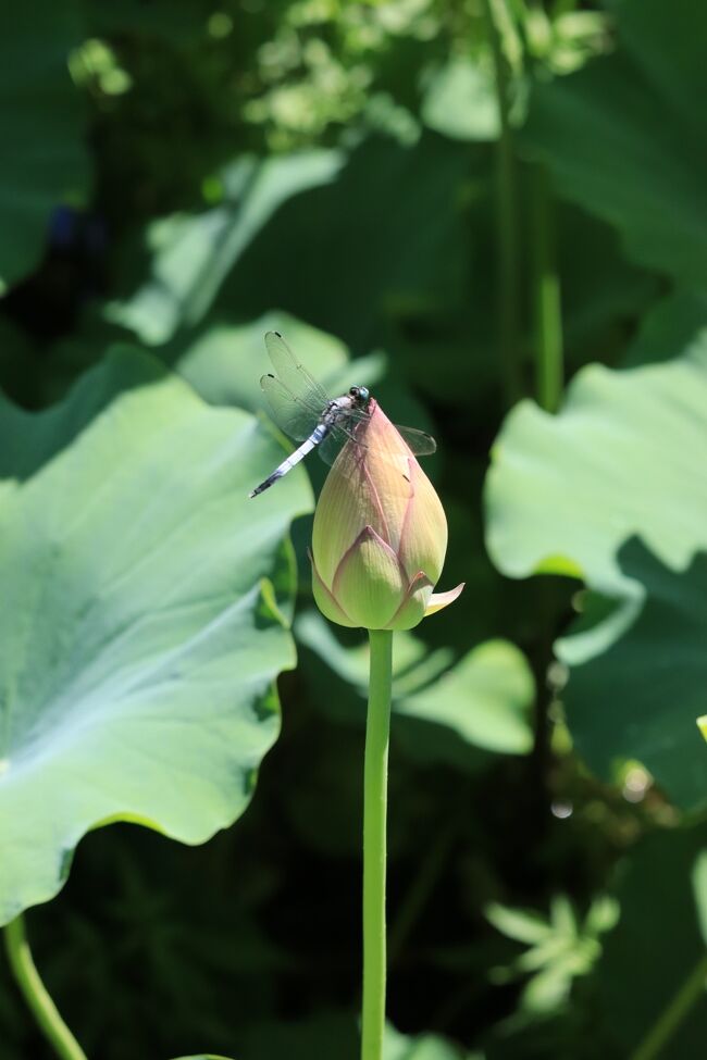 引いてみると、こんな感じに。<br />ちょっとの間、じっとしてくれました。