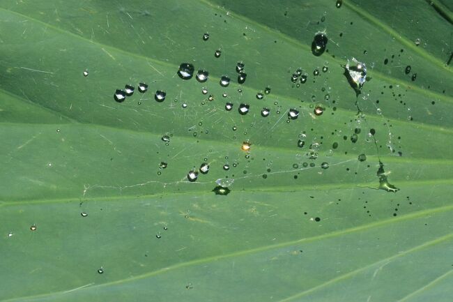 これこれ！<br />スワロフスキーみたいに、光ってました。<br />クロスフィルター持ってこれば、良かった。