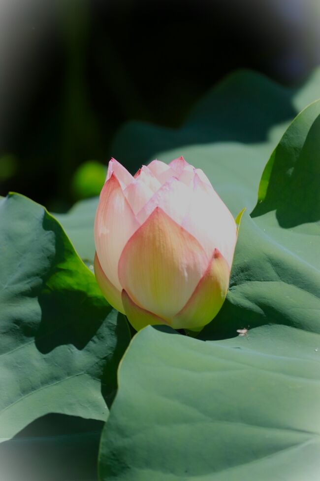 眩しそうに、様子見＾＾<br />明日咲くからねと♪