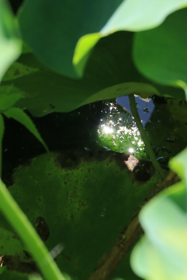 きらきら宝石のように、光ってました。<br />お天気がいい日の贈り物♪