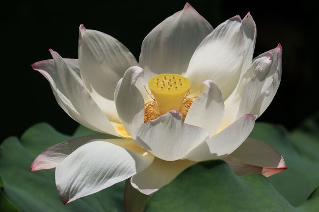 こちらは、半日蔭です。<br />花も、こちらの思うような場所には、上手く咲いてなく。<br />日向の方が、成長にいいので、日向に花が集中してます。