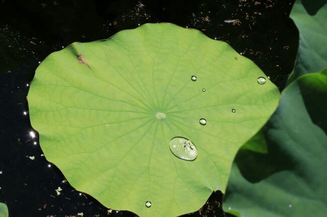 しずく見てると飽きないわ。