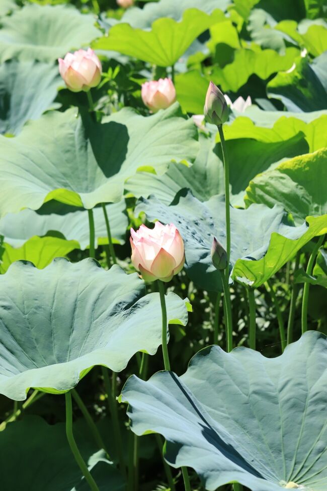 お天気が良すぎるのも、花の撮影では、真っ白け(;'∀')<br />