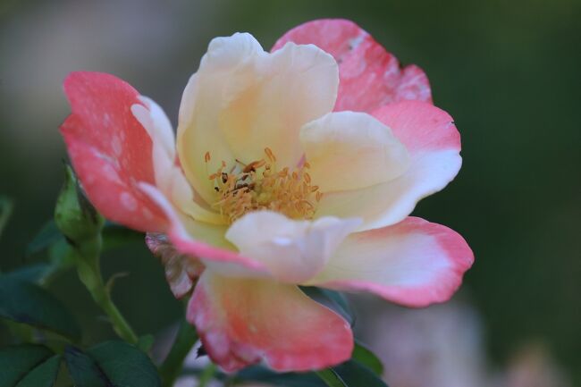 バラがまだ咲いてるのには、驚きですが、日向ばかり。<br />陰では、痛んだ花ばかり。<br />やっとこの子、見っけ。