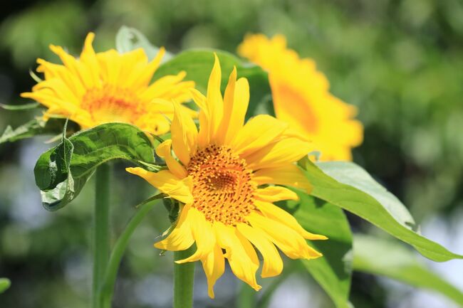 暑い日が続くと、ヒマワリが気になります。
