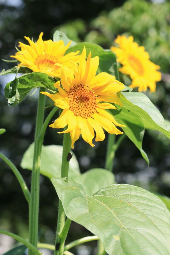 こぶりですが、しっかり太陽を見つめて。