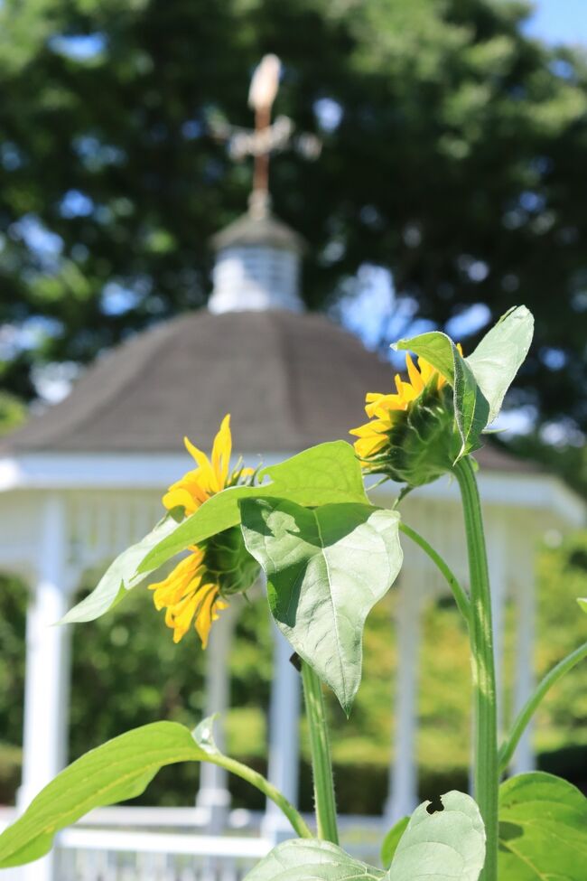 またひまわりを探しに行きたいですね。