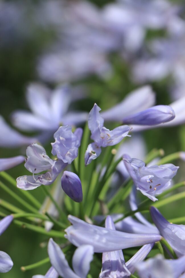 アガパンサス。<br />今が旬なので、あちこちでよく見かけます。<br />うすブルーで、爽やかな色です。