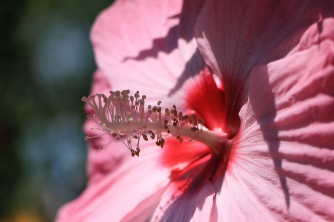 こんな日には、ハイビスカスの大輪の花が良く似合う。