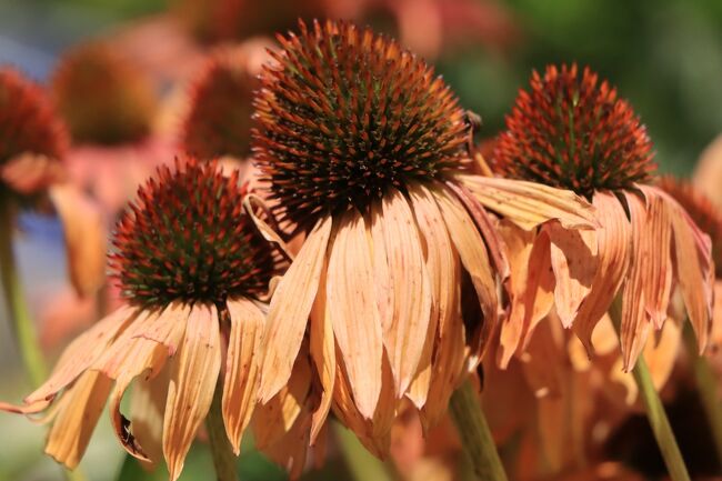 暑さにも強いエキナセア<br />でもちょっとばて気味のような。<br />花にも熱中症がありそうな。