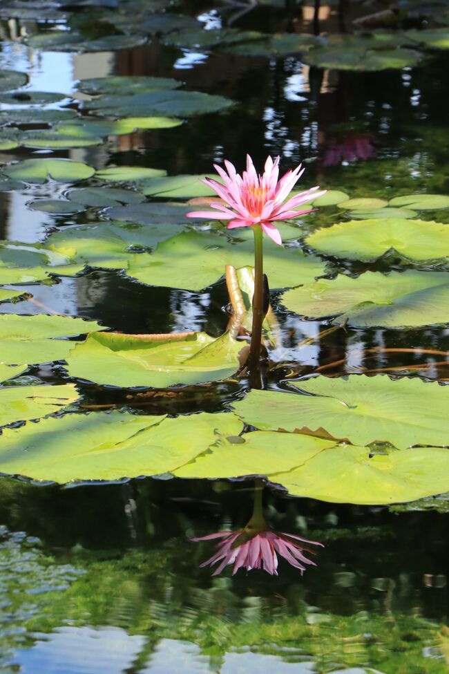 温室に来ました。<br />温室といっても、今は窓や戸は開け放し。<br />スイレンは、今盛りで、とてもきれい！