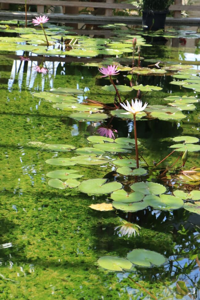 いつもより花がたくさん咲いてました。<br />この温室の名物、ブーゲンビリアは、長期に咲いてましたが、お疲れ気味で花数は少なかったです。
