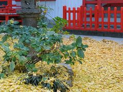 イチョウの絨毯