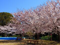 さくら広場