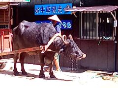 竹富島でも港でツアーの人が待っていてマイクロバスに載せられて水牛車乗り場の竹富観光センターへ。流れ作業で次々に水牛車に乗って行きます。幹線がない水牛さんが水をかけてもらっています。