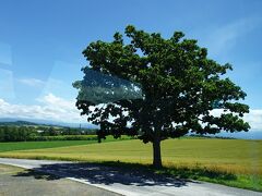 車窓から、有名な木も案内してくれたり・・
セブンスターの木・・
CMで有名になりましたが、元々は農家さんが日陰を作って一休みするための木なんですよ~・・なんてガイドさんの説明があるので・・へぇー・・とか聞きながら、進みます