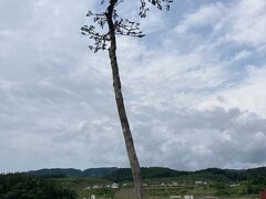 三陸海岸沿いを北上し、

「道の駅・高田松原」に立ち寄りました。

こちらは、高田松原津波復興公園が併設されています。

今回の旅行、図らずも、震災遺構を訪ねる旅となっています。

有名な「奇跡の１本松」

緑の葉が青々と見えましたが、

これは人工的なもののようです。