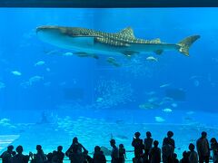 美ら海水族館

初めて見た
正直期待以上の迫力だった