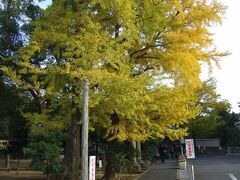 城山神社 色づくイチョウの木
