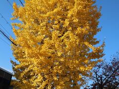 さて、第３日の始まりです。今日は予定が盛りだくさん。朝は嵯峨野、午後は花園妙心寺、夜は東寺の夜間先行貸切拝観です。コンビニで買っておいたおにぎりとサラダでサクッと朝食を済ませ、朝も早よから嵐山へ向かいます。
ホテルのあるJR嵯峨野線「花園駅」から嵐山の最寄り駅「嵯峨嵐山駅」までは2駅5分、そんなに早起きしなくても、早い時間に嵯峨野駅に着くことができちゃうのです。
てことで、紅葉で有名な嵯峨嵐山駅に着くや、黄金に輝く銀杏の木が迎えてくれました。空は快晴、いい1日になりそうです。