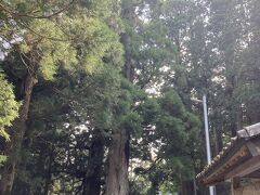 山住神社の二本杉