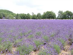 ファーム冨田は無料なんです。
太っ腹すぎます。有難く園内を見せていただきます。

園内にはいったらラベンダーのいい香り♪♪
園内ガイドマップをもらってウォーキングコースに沿って歩きます。

ガイドマップには
『お花畑は13カ所。ガイドマップ片手に会いに行ってみてください。
花はじっと動かずに、あなたの訪問を待っています。』

いい言葉ですね。
早速会いに行って来ます！