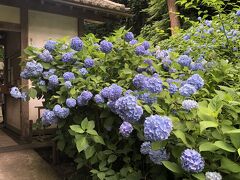 明月院ブルーの紫陽花