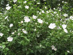 芝公園の花