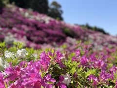 三室戸寺
圧巻の躑躅。