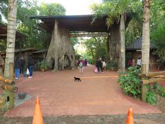 黒猫が出迎えるアリプカ La Aripuca へ。グアラニー族の文化を紹介するエコツーリズム的な施設だそうです。入場料は600ペソでした。