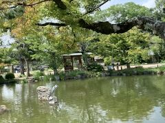 隣の大谷さんに行き、いつものコース円山公園から八坂神社へ。
この池でいつも鯉を見るのが好きなんです＾＾
この日はサギが石の上でずっと鯉を見ていました。
食べるのかと思ってヒヤヒヤ