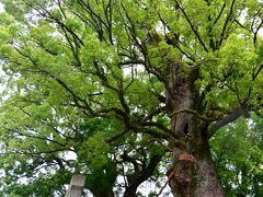 北岡神社

御神木の「厄除の夫婦楠」
すごーーいパワーのありそうな大樹。