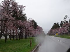 続いて北海道が誇る桜の名所、二十間道路にやってきました！
生憎の雨＆寒さでちょっとテンション落ちてましたが、ここに来たら桜並木の見晴らしの良さと桜の大きさにテンション上がりました。