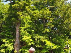 杉太郎と名前がついた大杉です。
幹回り6m近くある樹齢550年といわれる巨木です。
深沙王堂の御神木でしょうか。
