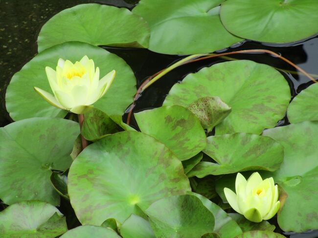 美術館内の池に咲く睡蓮の花、この美術館にはモネの睡蓮の小作があるので、その縁で植えられているのでしょうね。