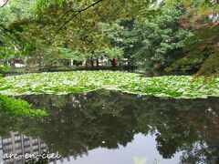 赤れんが庁舎前の池で、カモちゃんを探しましたが、見つからず。
諦めていたら、芝生を撮影しているおじさまがいて、