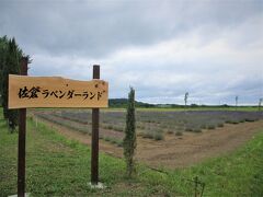 早朝、佐倉ラベンダーランドへ。車窓から良い香りが漂う