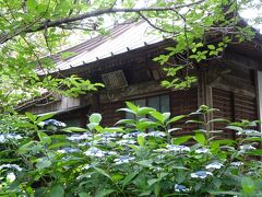 最初に来たのは駅からすぐの極楽寺。
小さめのお寺で、紫陽花が一応咲いている。