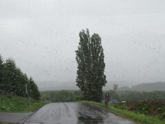 美瑛パッチワークの路
いろいろな野菜や花で色とりどりの畑が見られるのでパッチワークだそうですが、今の時期は緑一色という感じです。アスパラが多いのかな。しかも雨でほとんど見れません。
セブンスターの木
美瑛のパッチワークの路にある有名な柏の木
昔（1976～）たばこのセブンスターのパッケージに掲載されていた。
