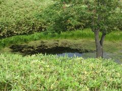 遠くに一湖が見える。

尾瀬とか上高地みたいな感じ？