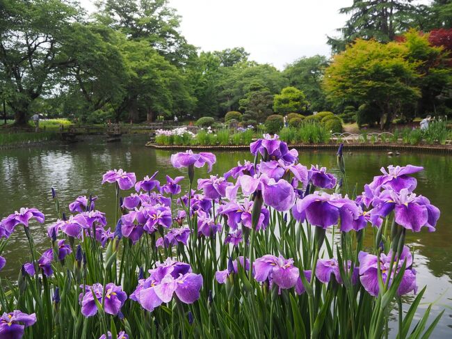 福島花めぐり 福島市の紫陽花や薔薇 会津美里の伊佐須美神社外苑のあやめ祭りを見てきました 会津若松 福島県 の旅行記 ブログ By かおニャンさん フォートラベル