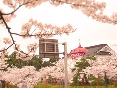 春である。鶴岡公園の春である。今年の桜はア
タリなようである。
鶴岡市内でのオシゴトの後、久々に人手行き交
う場所を訪れた。
