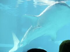 海遊館は私も初めてです。こちらの水族館は、水上、水面、水中と目線を変えて水槽を見られるところが良かったです。
この写真は1番大きな水槽にいるジンベイザメ。近くまで来てくれました！