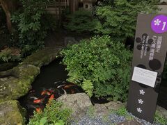 加賀藩主が入浴した湯船。今は鯉が、入浴？中。